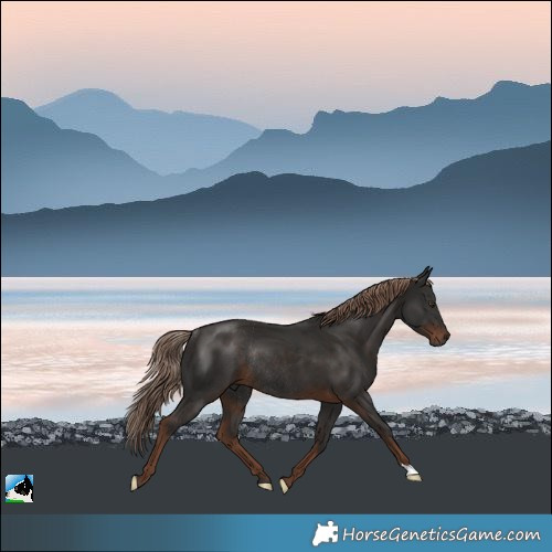Horse Color:Liver Chestnut Rabicano 