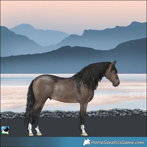Horse Color:Brown Dun Rabicano 