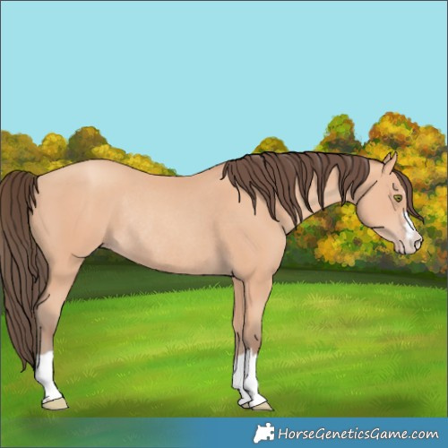 Horse Color:Amber Champagne Rabicano 