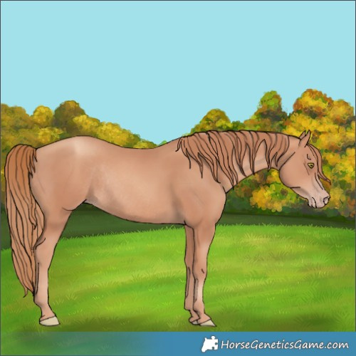 Horse Color:Gold Champagne Rabicano 