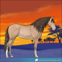 Horse Color:Amber Champagne Rabicano