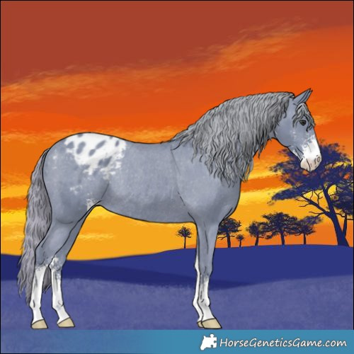 Horse Color:Watercolor Smoky Black Chinchilla Sabino Varnish Rabicano 