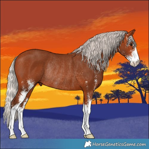Horse Color:Silver Bay Sabino Rabicano
