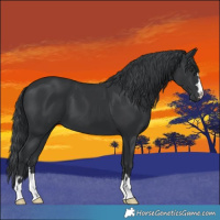 Horse Color:Black Chinchilla 