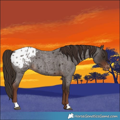 Horse Color:Liver Red Roan Appaloosa Rabicano