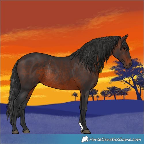 Horse Color:Brown Rabicano 