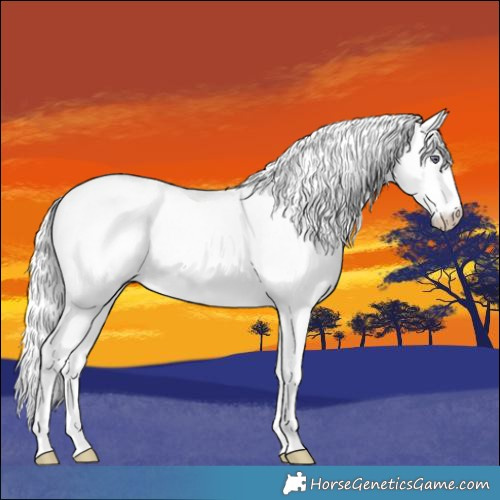 Horse Color:Chocolate Palomino Chinchilla 