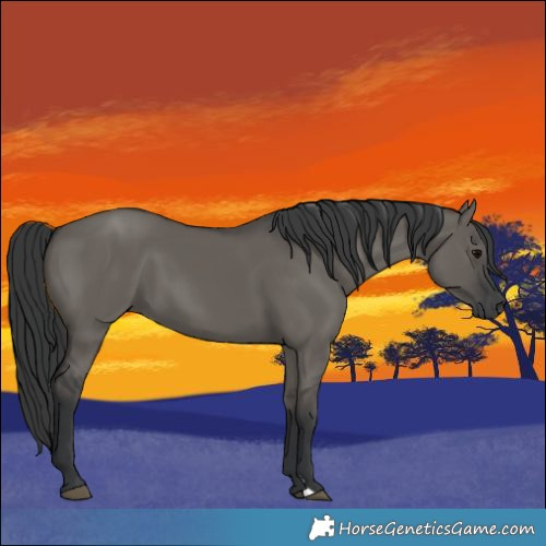 Horse Color:Grullo