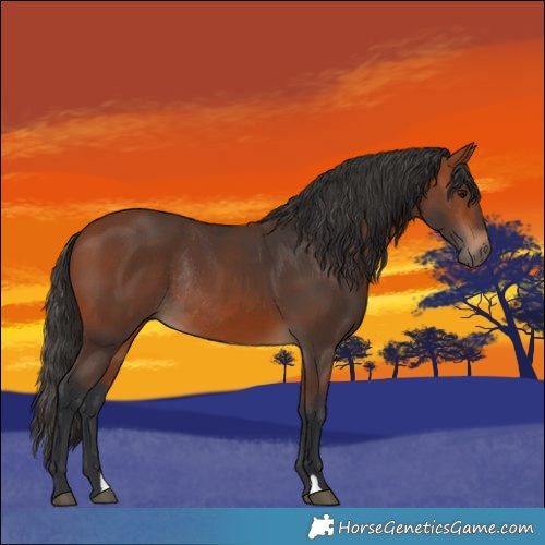 Horse Color:Bay Rabicano 