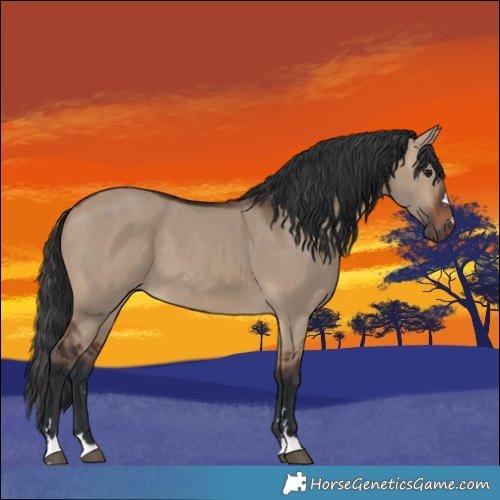 Horse Color:Brown Dun 