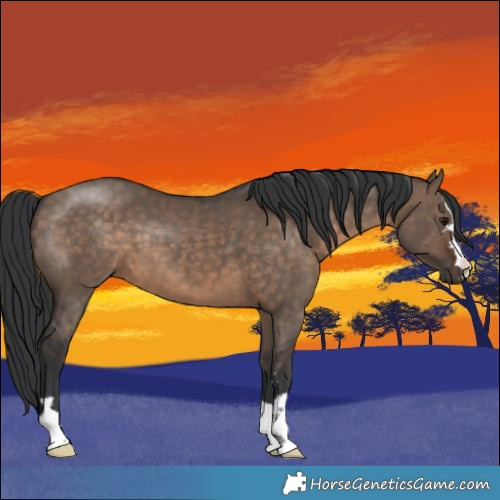 Horse Color:Brown Dun 