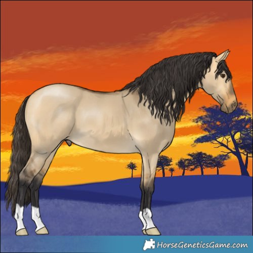 Horse Color:Buckskin Dun
