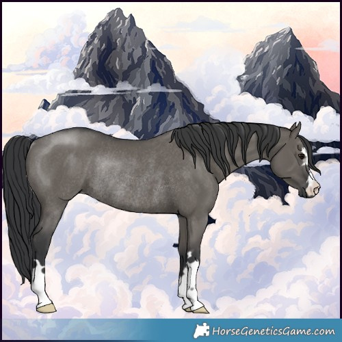 Horse Color:Grullo Rabicano 
