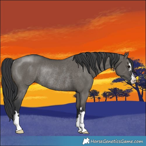 Horse Color:Grullo Rabicano