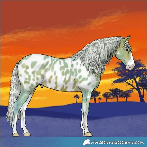 Horse Color:Watercolor Silver Bay Sabino Appaloosa 