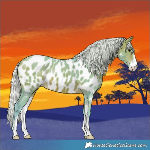 Horse Color:Watercolor Silver Bay Sabino Near Leopard 