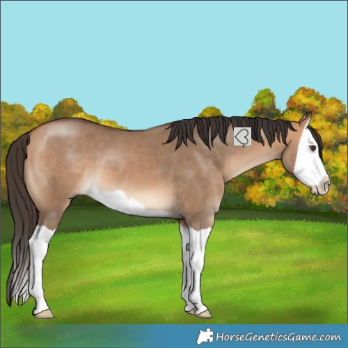 Horse Color:Bay Dun Splash 