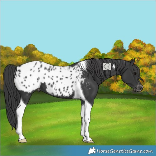 Horse Color:Black Tobiano Blanket 