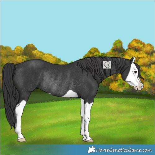 Horse Color:Black Splash Rabicano 