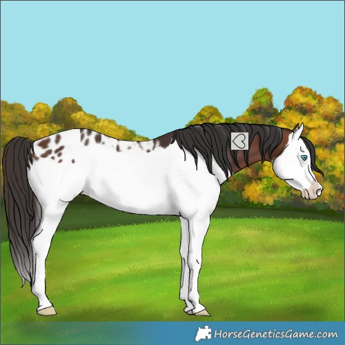 Horse Color:Brown Splash Blanket