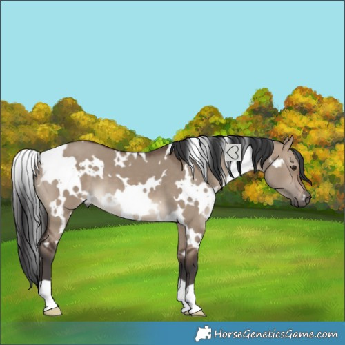Horse Color:White Spotted Brown Dun 