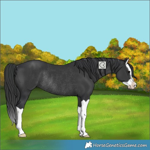 Horse Color:Black Splash Rabicano 