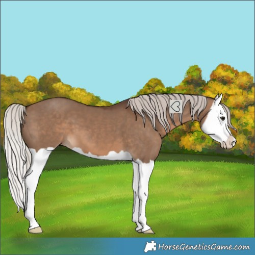 Horse Color:Silver Brown Dun Splash 