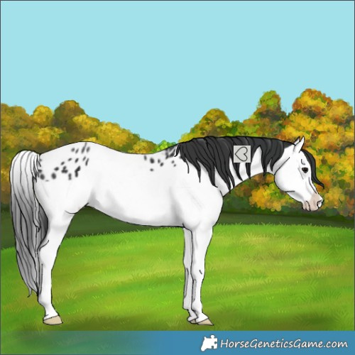 Horse Color:Black Splash Near Leopard 