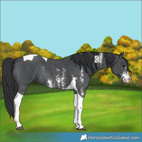 Horse Color:Black Sabino Tobiano Rabicano