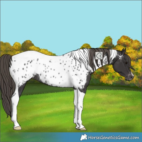 Horse Color:Smoky Black Tobiano Near Leopard Rabicano 