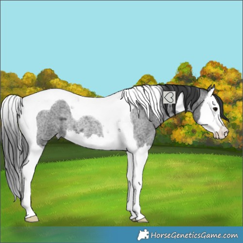 Horse Color:Blue Roan Splash Tobiano Varnish Rabicano