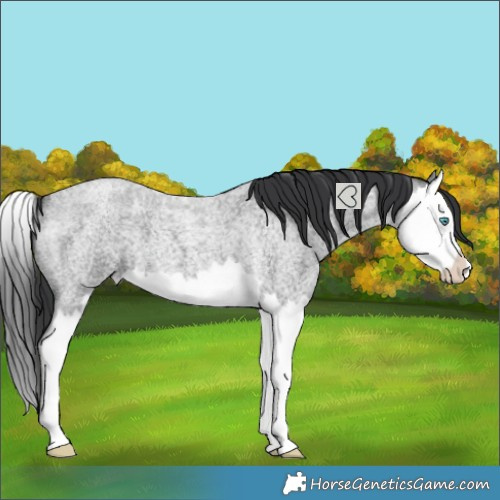 Horse Color:Blue Roan Splash