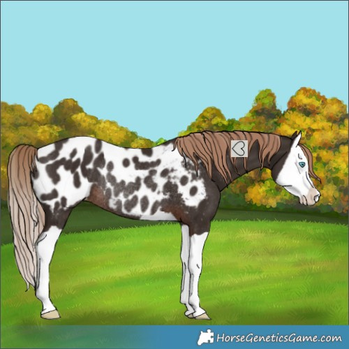Horse Color:Liver Chestnut Splash Blanket Rabicano 