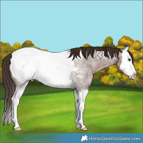 Horse Color:Liver Red Roan Splash Snowcap Rabicano 
