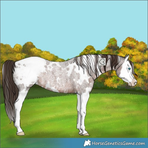 Horse Color:White Spotted Liver Red Roan Splash Snowcap Rabicano