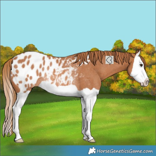 Horse Color:Chestnut Splash Blanket Rabicano