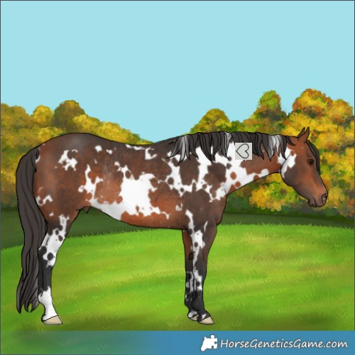Horse Color:White Spotted Bay Rabicano