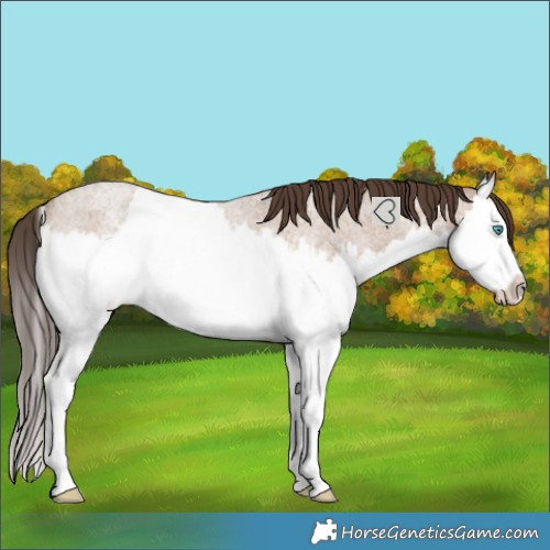 Horse Color:Classic Champagne Roan Splash Rabicano