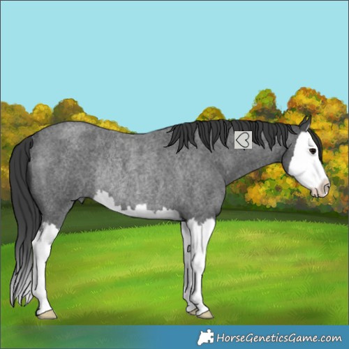 Horse Color:Blue Roan Splash Rabicano 