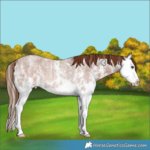 Horse Color:Red Roan Sabino Splash Rabicano