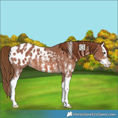 Horse Color:Chestnut Sabino Splash Blanket