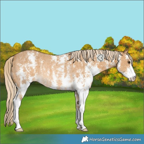 Horse Color:Palomino Sabino Rabicano
