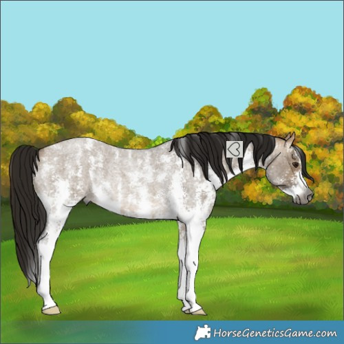 Horse Color:Gray Buckskin Roan Dun Sabino Rabicano