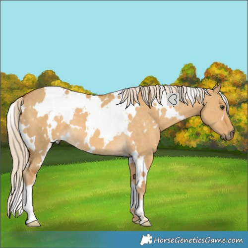 Horse Color:White Spotted Palomino Dun 