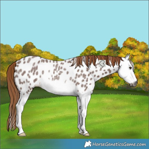 Horse Color:Gray Red Roan Splash Near Leopard Rabicano 