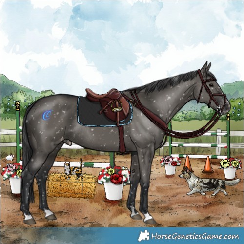 Horse Color:Grullo Appaloosa Rabicano 