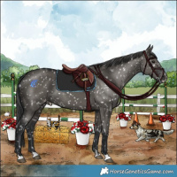 Horse Color:Grullo Snowflake Varnish Rabicano 