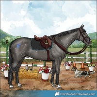 Horse Color:Grullo Snowflake Varnish Rabicano 