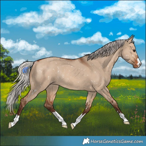 Horse Color:Silver Brown Dun Appaloosa Rabicano