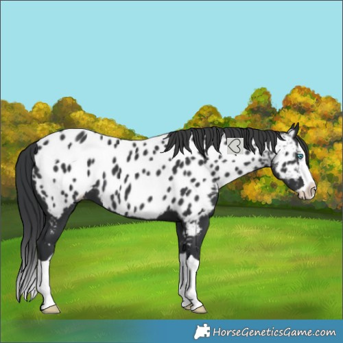 Horse Color:Black Splash Near Leopard
